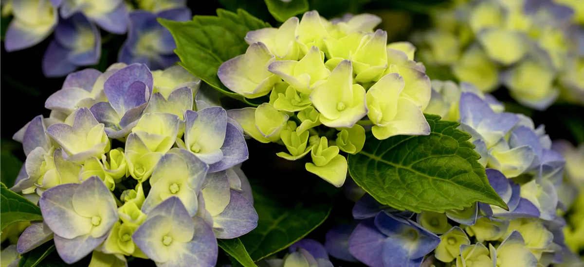 Hydrangea macrophylla 'Music-Collection'® 'Blue Boogiewoogie'® Topfgröße 5 Liter