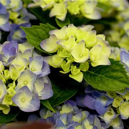 Hydrangea macrophylla 'Music-Collection'® 'Blue Boogiewoogie'®