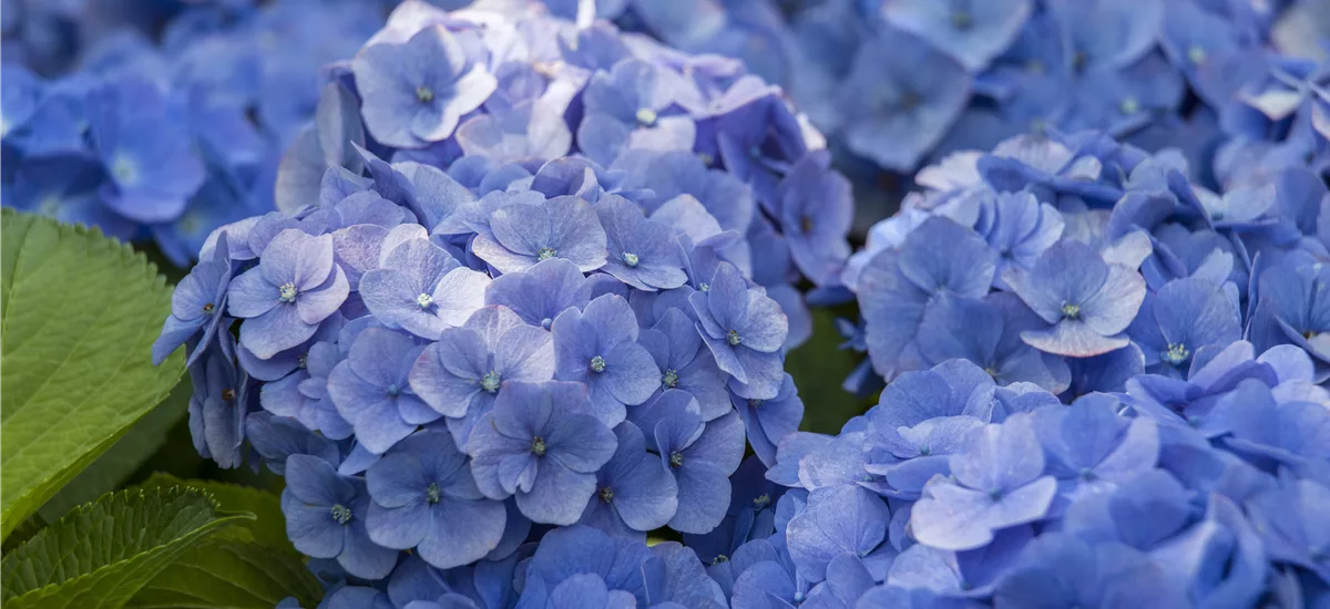 Hydrangea macrophylla 'Music-Collection'® 'Blue Ballad'® Topfgröße 5 Liter