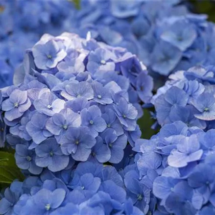 Hydrangea macrophylla 'Music-Collection'® 'Blue Ballad'®