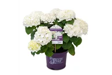 Hydrangea macrophylla 'Forever & Ever'® White Topfgröße 5 Liter