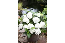 Hydrangea macrophylla 'Forever & Ever'® White Topfgröße 5 Liter