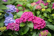 Hydrangea macrophylla 'Forever & Ever'® Red Topfgröße 5 Liter