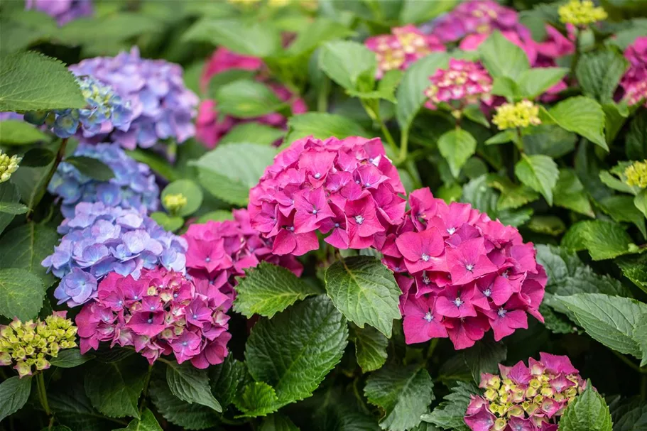 Hydrangea macrophylla 'Forever & Ever'® Red Topfgröße 5 Liter