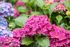 Hydrangea macrophylla 'Forever & Ever'® Red Topfgröße 5 Liter