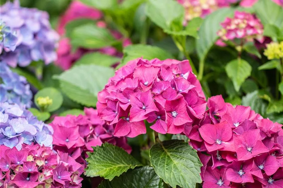 Hydrangea macrophylla 'Forever & Ever'® Red Topfgröße 5 Liter