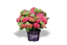 Hydrangea macrophylla 'Forever & Ever'® Red Topfgröße 5 Liter