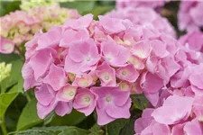 Hydrangea macrophylla 'Forever & Ever'® Pink Topfgröße 5 Liter