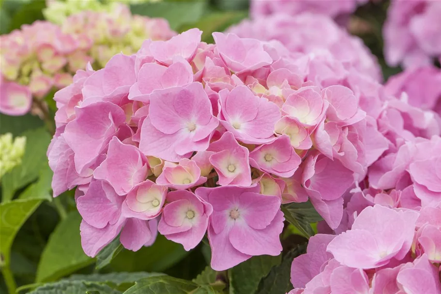 Hydrangea macrophylla 'Forever & Ever'® Pink Topfgröße 5 Liter