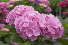 Hydrangea macrophylla 'Forever & Ever'® Pink Topfgröße 5 Liter