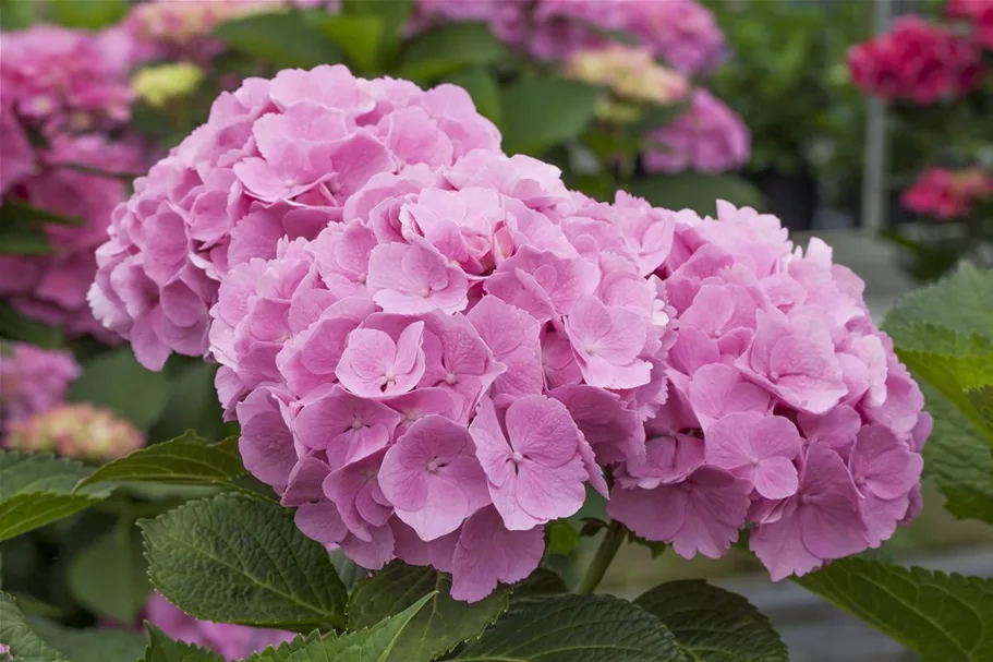 Hydrangea macrophylla 'Forever & Ever'® Pink Topfgröße 5 Liter