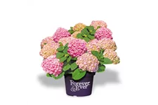 Hydrangea macrophylla 'Forever & Ever'® Pink Topfgröße 5 Liter