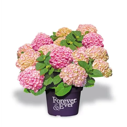 Hydrangea macrophylla 'Forever & Ever'® Pink