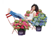 Hydrangea macrophylla 'Forever & Ever'® Blue Topfgröße 5 Liter