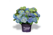 Hydrangea macrophylla 'Forever & Ever'® Blue Topfgröße 5 Liter