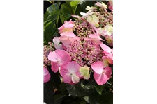 Hydrangea macrophylla 'Flair & Flavours'® 'Cotton Candy'® Topfgröße 5 Liter