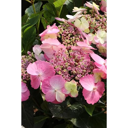 Hydrangea macrophylla 'Flair & Flavours'® 'Cotton Candy'®