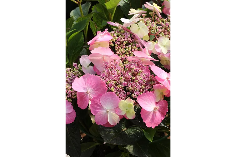 Hydrangea macrophylla 'Flair & Flavours'® 'Cotton Candy'® Topfgröße 5 Liter