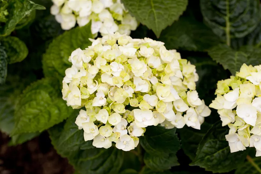 Hydrangea macrophylla 'Endless Summer'® weiß Topfgröße 5 Liter