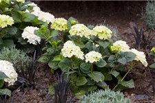 Hydrangea macrophylla 'Endless Summer'® weiß Topfgröße 5 Liter