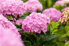 Hydrangea macrophylla 'Endless Summer'® rosa Topfgröße 5 Liter, Höhe 25-30cm