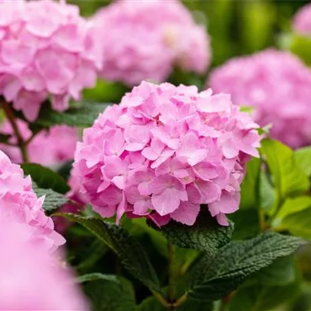 Hydrangea macrophylla 'Endless Summer'® rosa