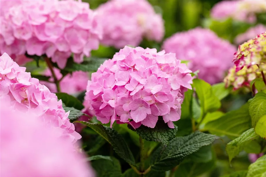 Hydrangea macrophylla 'Endless Summer'® rosa Topfgröße 5 Liter, Höhe 25-30cm