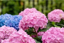 Hydrangea macrophylla 'Endless Summer'® rosa Topfgröße 5 Liter, Höhe 25-30cm