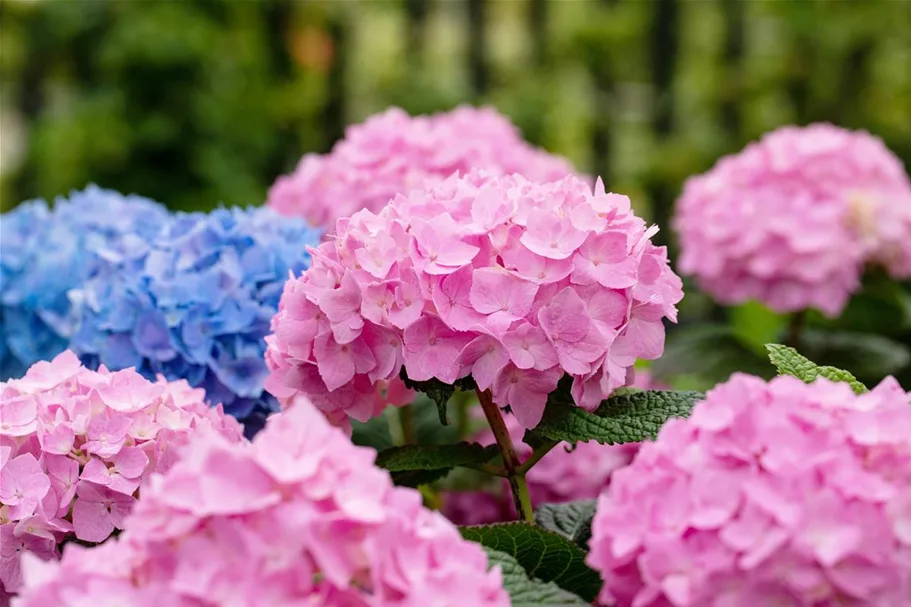 Hydrangea macrophylla 'Endless Summer'® rosa Topfgröße 5 Liter, Höhe 25-30cm