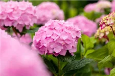 Hydrangea macrophylla 'Endless Summer'® rosa Topfgröße 5 Liter, Höhe 25-30cm