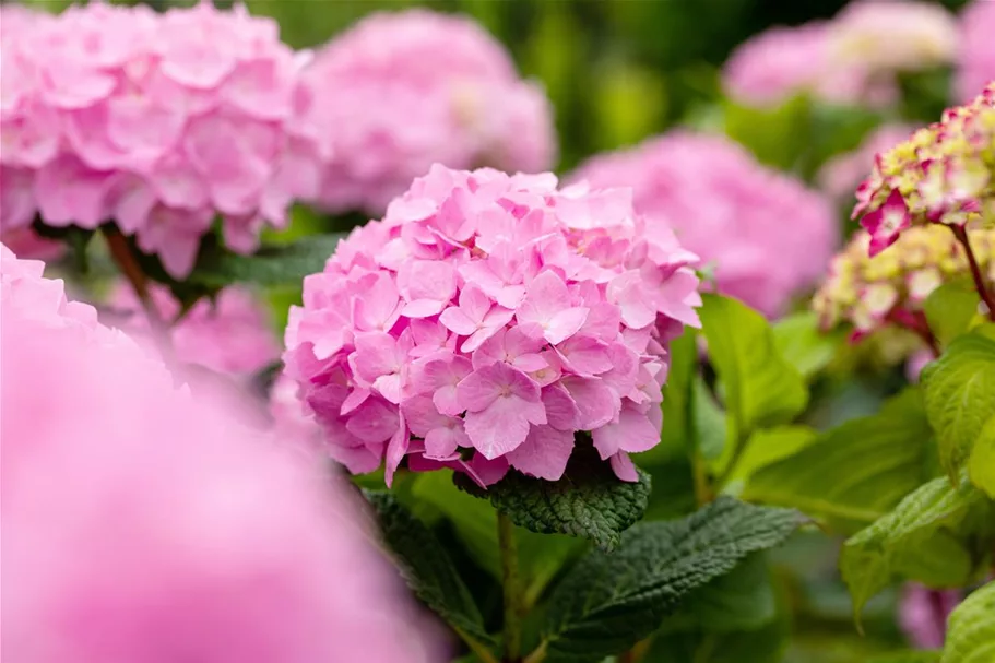 Hydrangea macrophylla 'Endless Summer'® rosa Topfgröße 5 Liter, Höhe 25-30cm