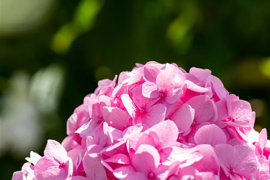 Hydrangea macrophylla 'Endless Summer'® rosa Topfgröße 5 Liter, Höhe 25-30cm