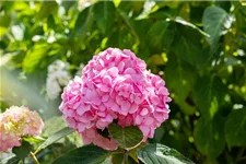 Hydrangea macrophylla 'Endless Summer'® rosa Topfgröße 5 Liter, Höhe 25-30cm