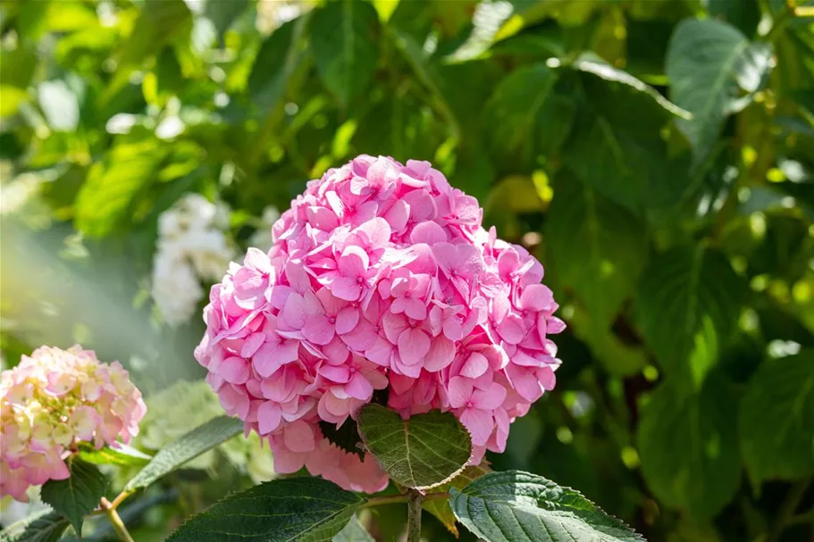 Hydrangea macrophylla 'Endless Summer'® rosa Topfgröße 5 Liter, Höhe 25-30cm