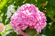 Hydrangea macrophylla 'Endless Summer'® rosa Topfgröße 5 Liter, Höhe 25-30cm