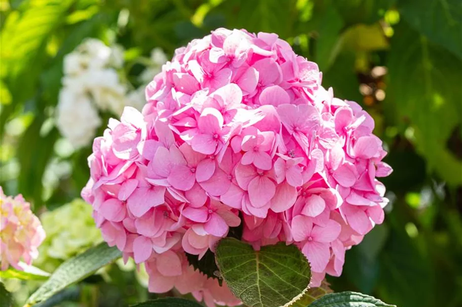 Hydrangea macrophylla 'Endless Summer'® rosa Topfgröße 5 Liter, Höhe 25-30cm