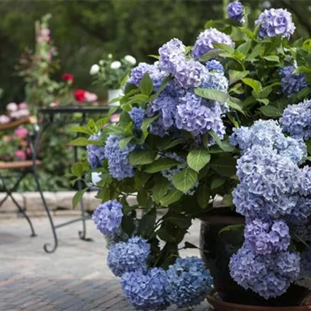 Hydrangea macrophylla 'Endless Summer'® blau