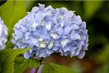 Hydrangea macrophylla 'Endless Summer'® blau Topfgröße 5 Liter