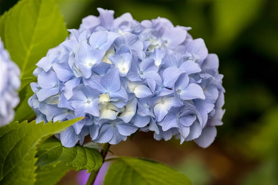 Hydrangea macrophylla 'Endless Summer'® blau Topfgröße 5 Liter