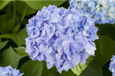 Hydrangea macrophylla 'Endless Summer'® blau Topfgröße 5 Liter