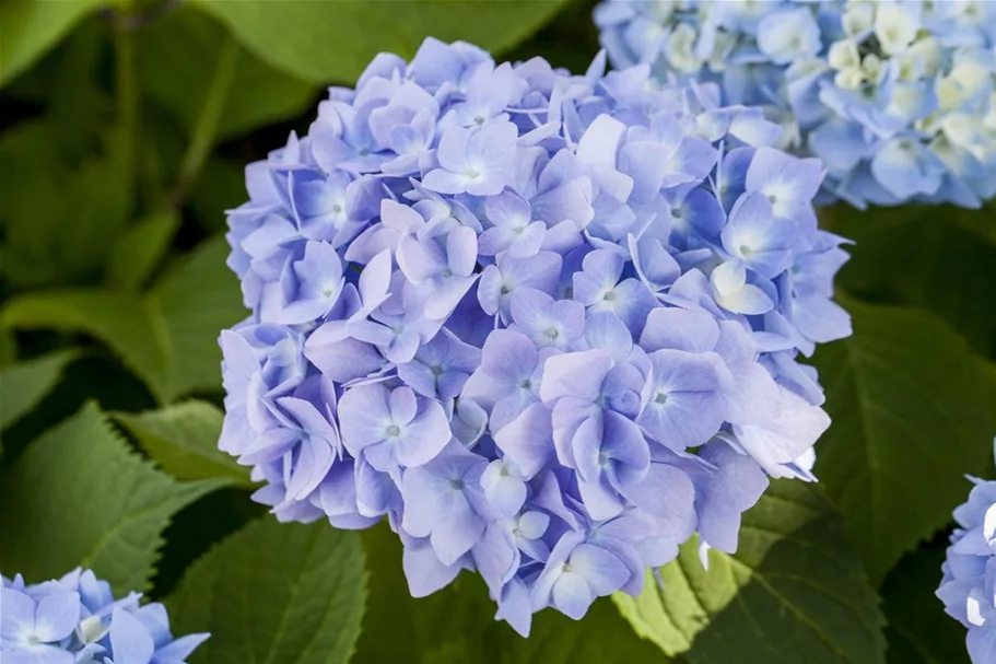 Hydrangea macrophylla 'Endless Summer'® blau Topfgröße 5 Liter