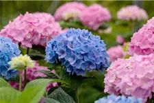 Hydrangea macrophylla 'Endless Summer'® blau Topfgröße 5 Liter