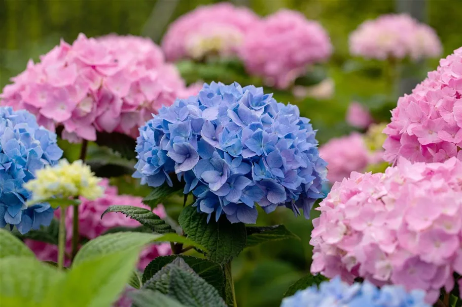 Hydrangea macrophylla 'Endless Summer'® blau Topfgröße 5 Liter