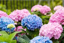 Hydrangea macrophylla 'Endless Summer'® blau Topfgröße 5 Liter