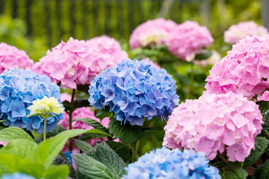 Hydrangea macrophylla 'Endless Summer'® blau Topfgröße 5 Liter