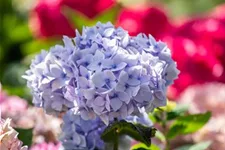 Hydrangea macrophylla 'Endless Summer'® blau Topfgröße 5 Liter