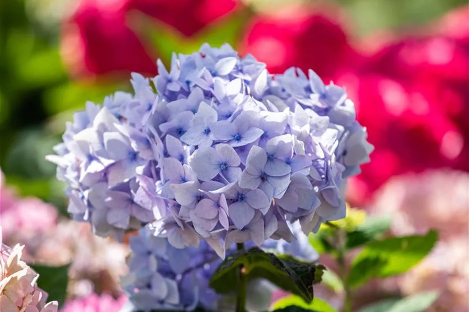 Hydrangea macrophylla 'Endless Summer'® blau Topfgröße 5 Liter