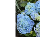 Hydrangea macrophylla 'Blue Ballad'® Topfgröße 5 Liter