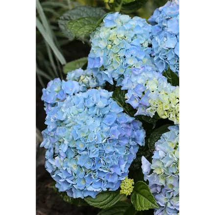 Hydrangea macrophylla 'Blue Ballad'®