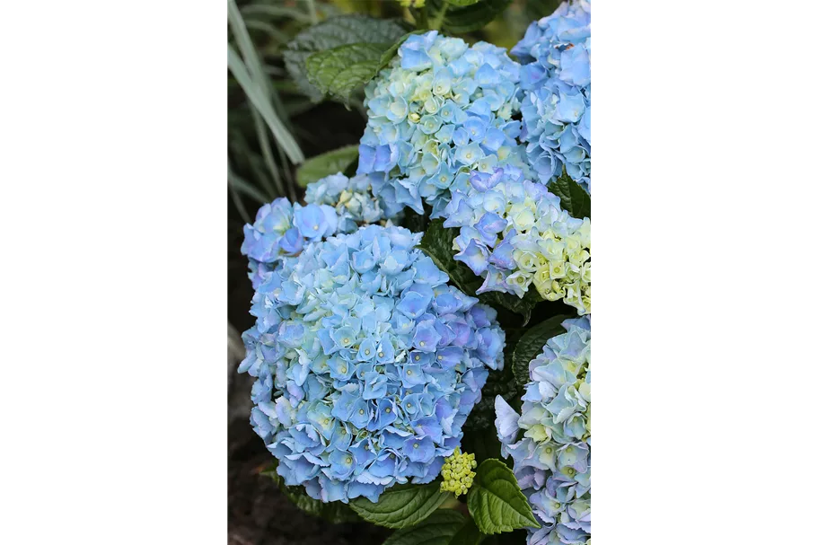 Hydrangea macrophylla 'Blue Ballad'® Topfgröße 5 Liter